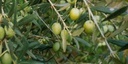 Olives vertes Nocellara dénoyautées (Sicile)