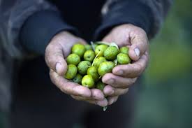 Olives entières Nocellara (Sicile) 580g