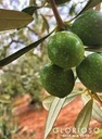 Olives vertes Nocellara dénoyautées (Sicile) 580g